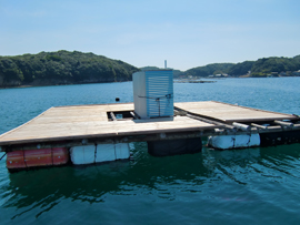 三重県志摩市 筏釣り カセ釣り クロダイ チヌ アオリイカ 良栄丸